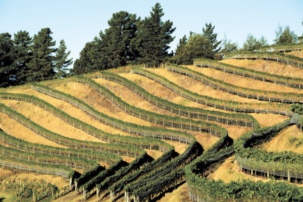 Close up of The Terraces vineyard