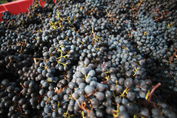 Red grapes at harvest