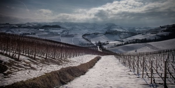 Barbaresco vineyards covered in snow in winter