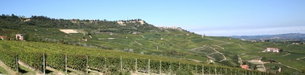 Barolo Conteisa vineyards