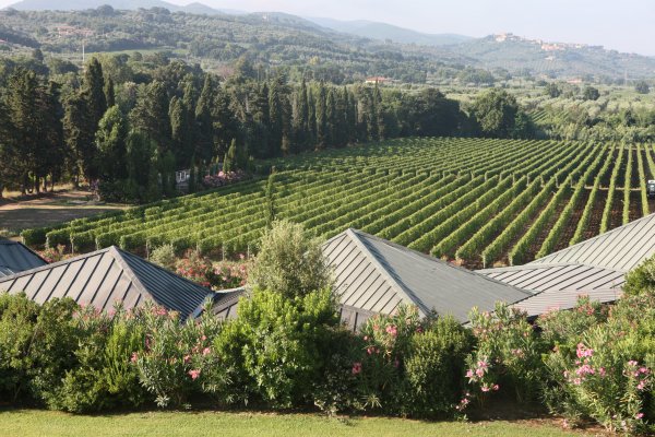 Ca'Marcanda winery and vineyards, looking out across the winery rooftops