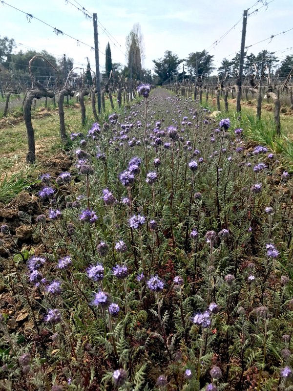 Gaja vineyard cover crop - purple flowering
