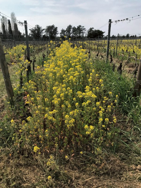 Gaja vineyard cover crop - yellow flowering