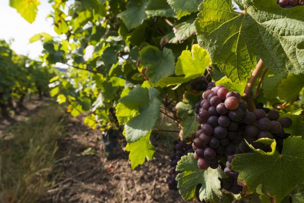 Pinot Gris grapes on the vine