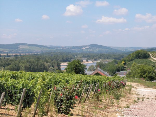 Pouilly-Fumé vines