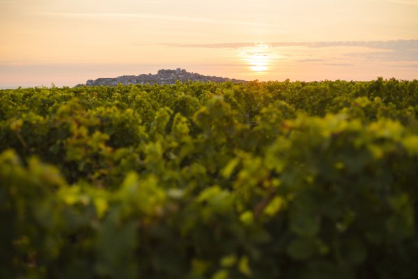 Sancerre hilltop just visible above a low down view across the vineyard