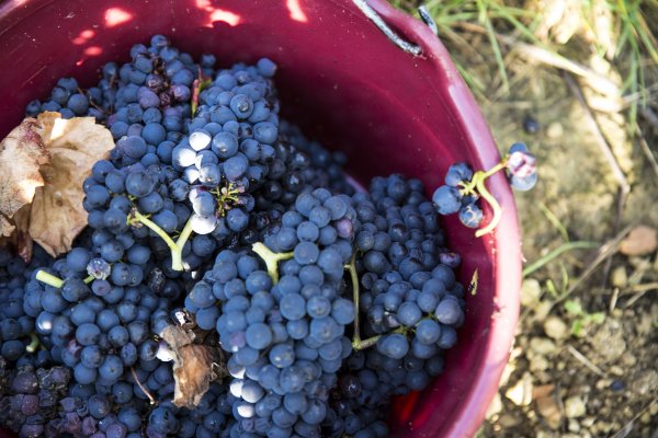 Grapes in a vineyard picker's bucket