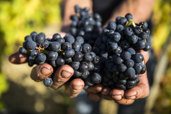 Pair of hands cup bunches of dark red grapes