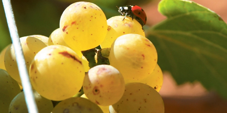 ladybird on white grapes