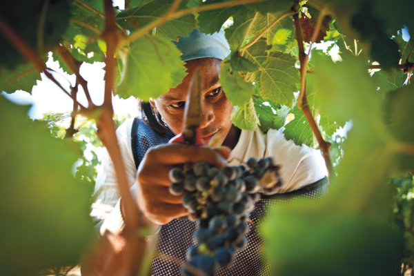 Viewing through the vines to woman with secateurs poised to harvest a bunch of red grapes