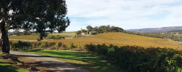 Hancock and Hancock vineyard in McLaren Vale