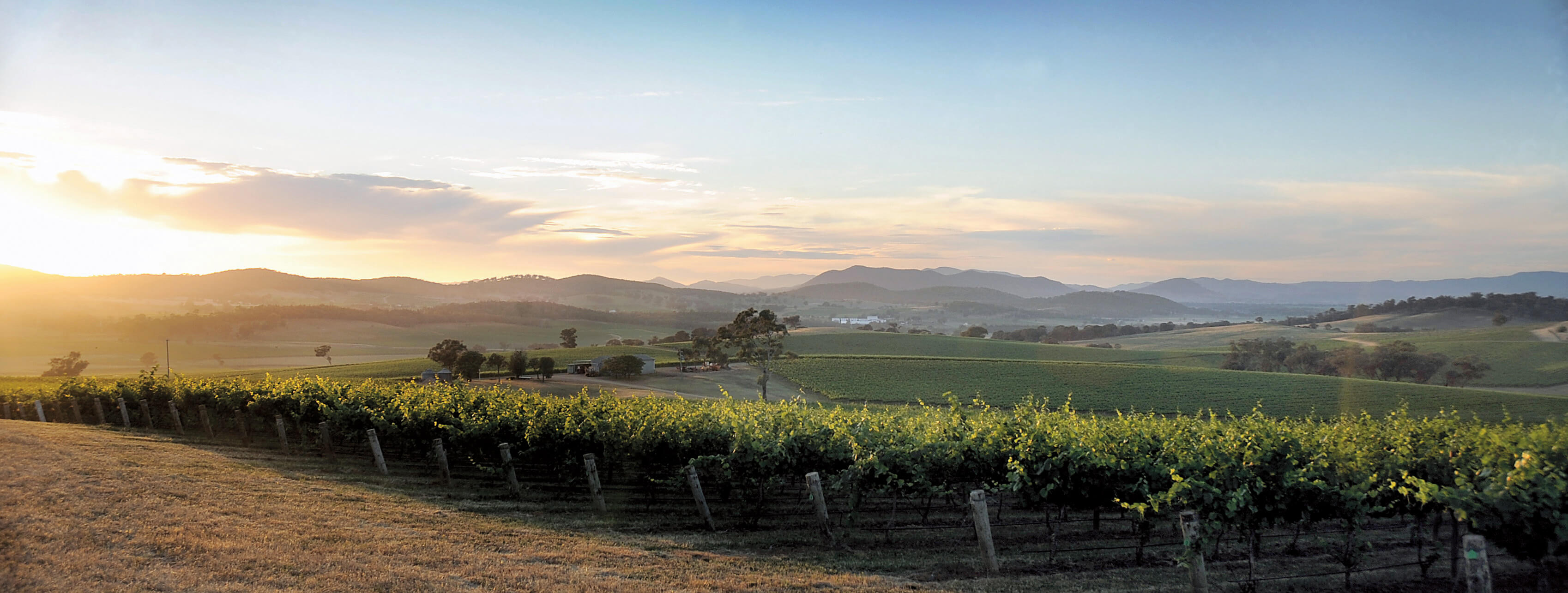 Mudgee winery in the far distance viewed from across the vineyards - image credit Jack Atley