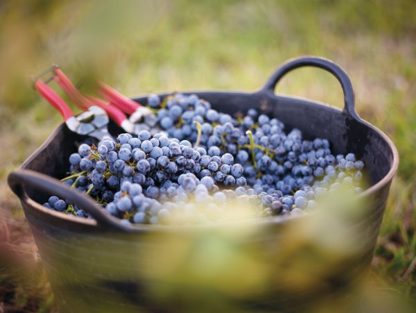 Close up of a bucket of red grapes in Mudgee with secateurs resting on the bucket edge