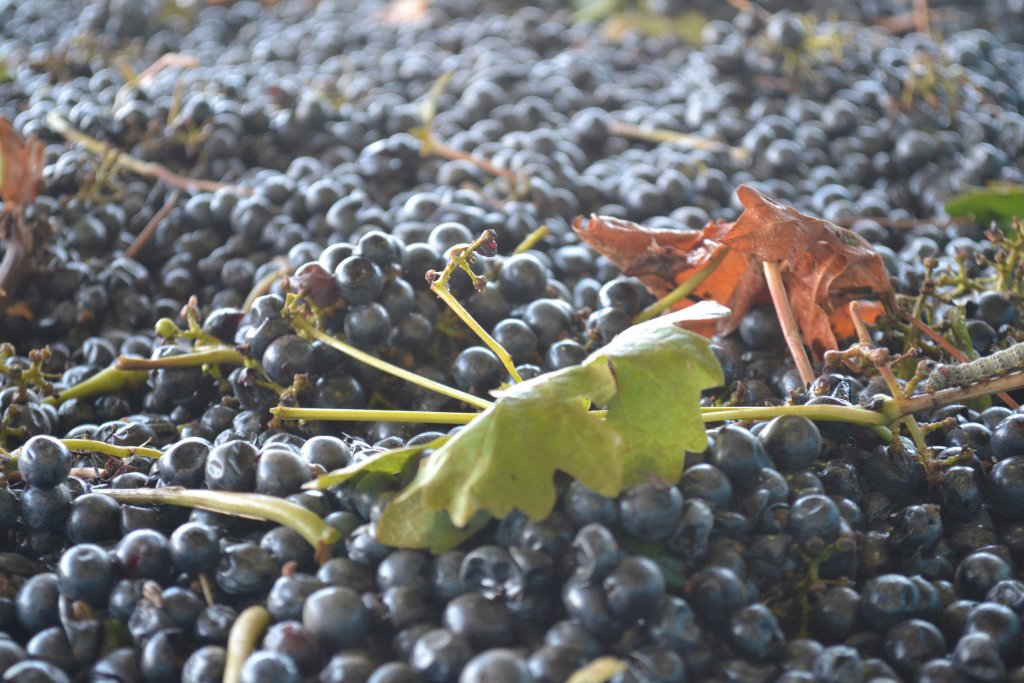 Freshly harvested red grapes with vine leaves and stems laying on top, awaiting sorting at the winery