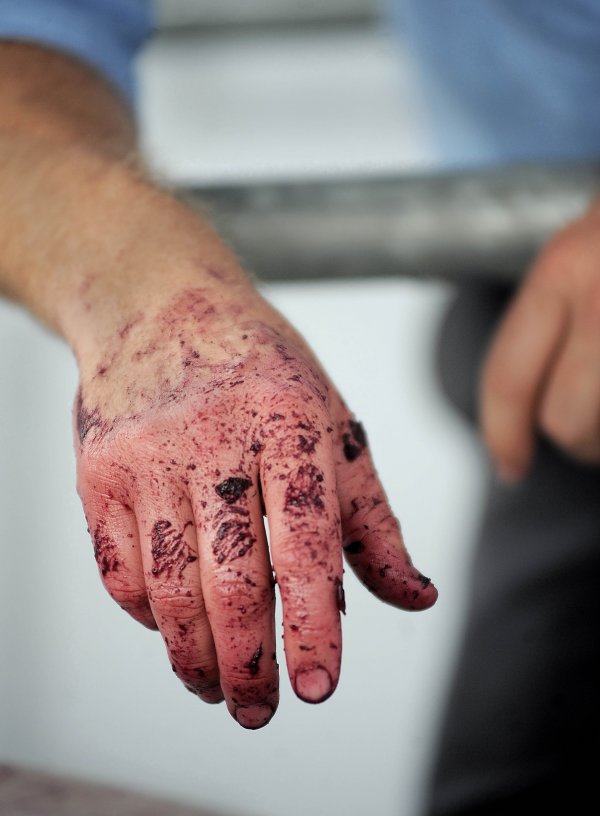 Winery worker briefly rests a grape juice and skins covered hand while working at the winery. Image credit Jack Atley