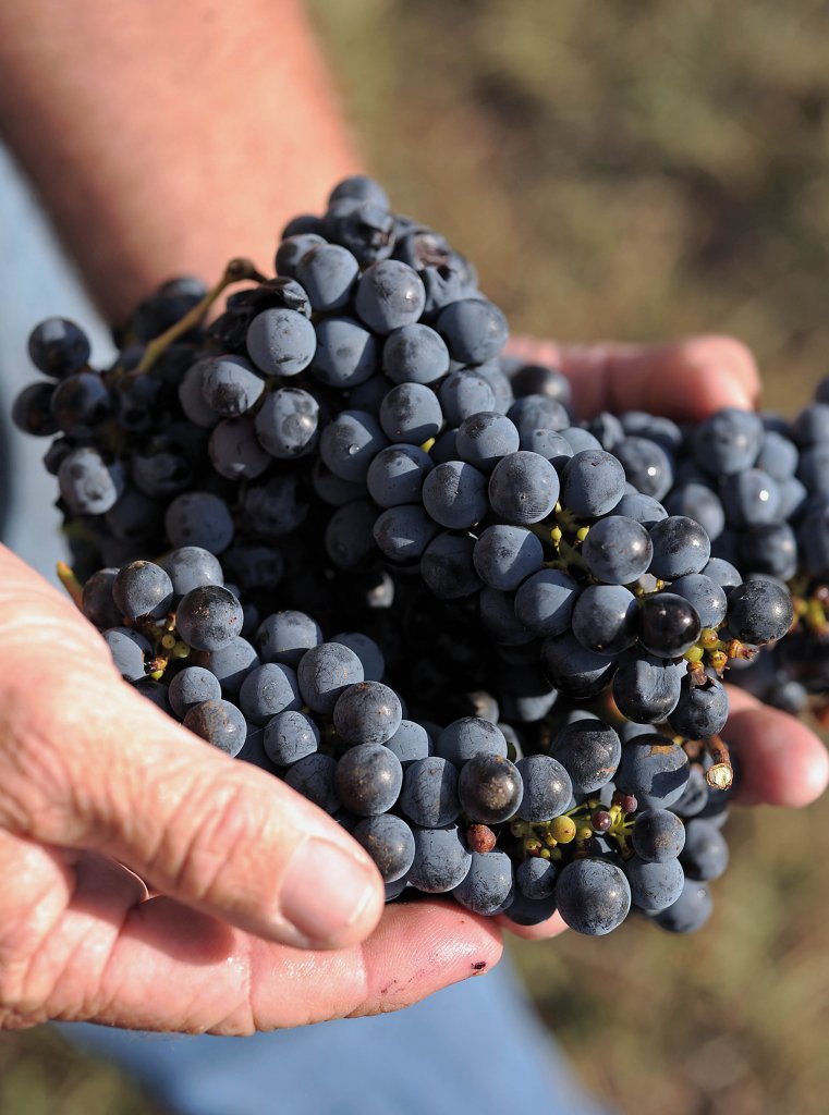 A handful of freshly harvested grapes. Image credit Jack Atley