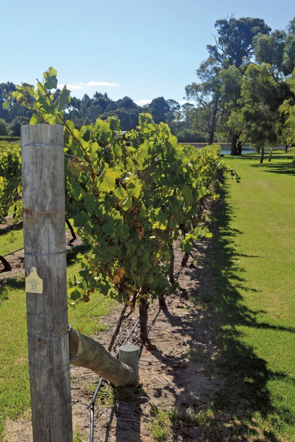 Looking down a row of vines at Margaret River