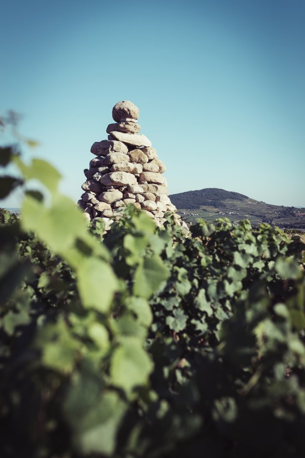 Château de la Terrière Tour Boudon in the vineyard with Mont Brouilly behind