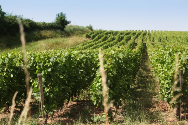 Château de la Tour Penet vineyard - photo credit Daniel Gillet