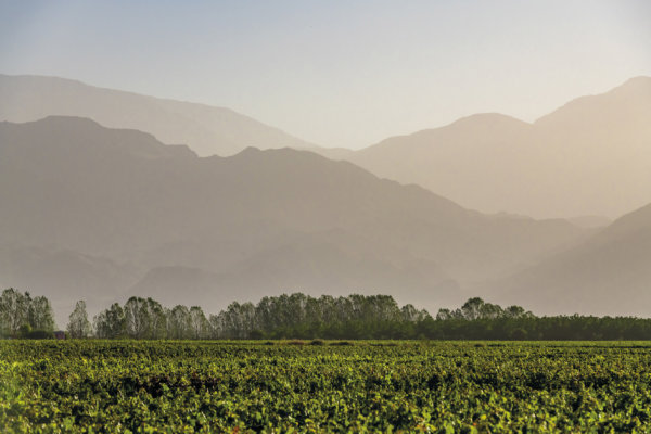 Valle de Uco vineyards with mountains rising behind