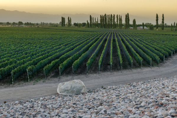 Valle de Uco vineyards