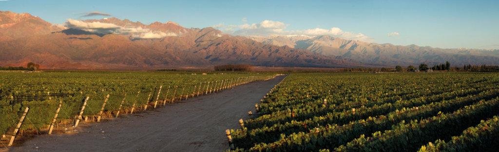 Valle de Uco vineyards with mountains rising behind
