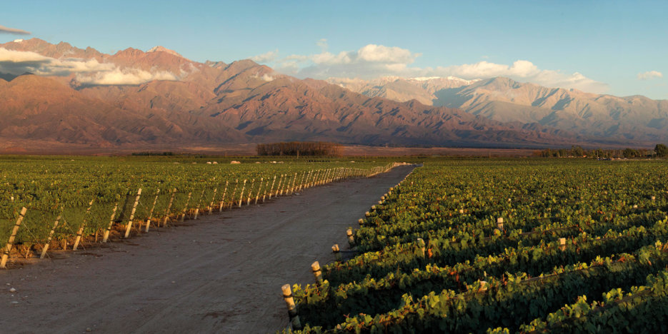 Valle de Uco vineyards with mountains rising behind