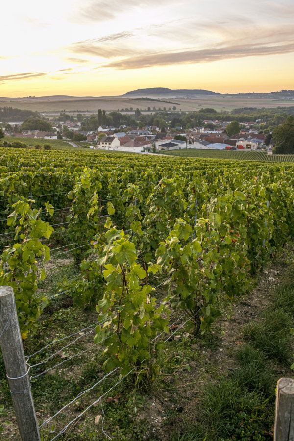 Taittinger vineyard looking down to the village of Pierry