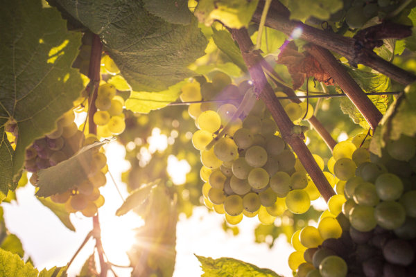 Sunlight shines through Chardonnay vines