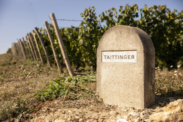 One of many small name posts that mark the edge of Taittinger vineyards