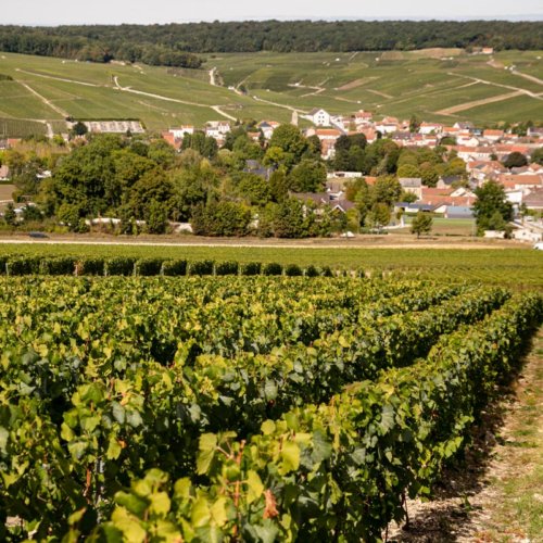View across the Taittinger vineyards