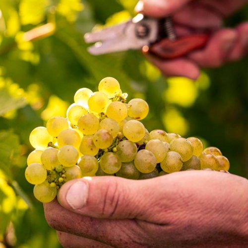 Chardonnay grapes being picked during the 2019 Taittinger harvest