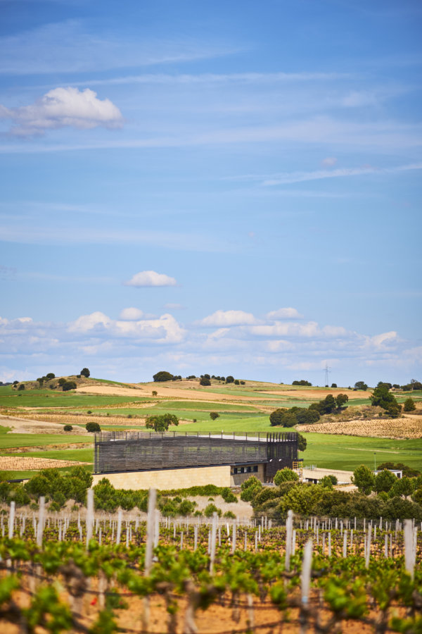 Bela winery in Ribera del Duero among the vines