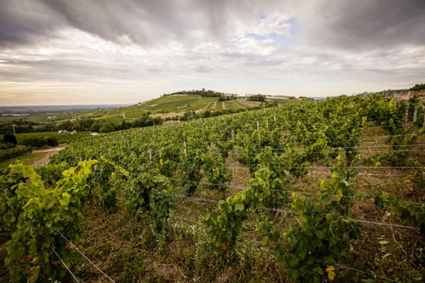 Château des Jacques Moulin-à-Vent vineyards during 2019 harvest