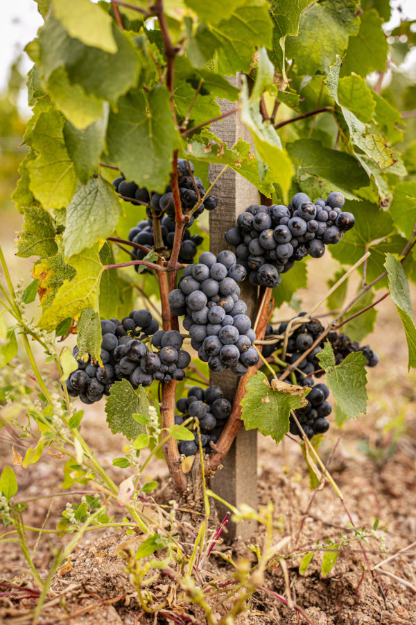 Château des Jacques Moulin-à-Vent grapes ready for 2019 harvest