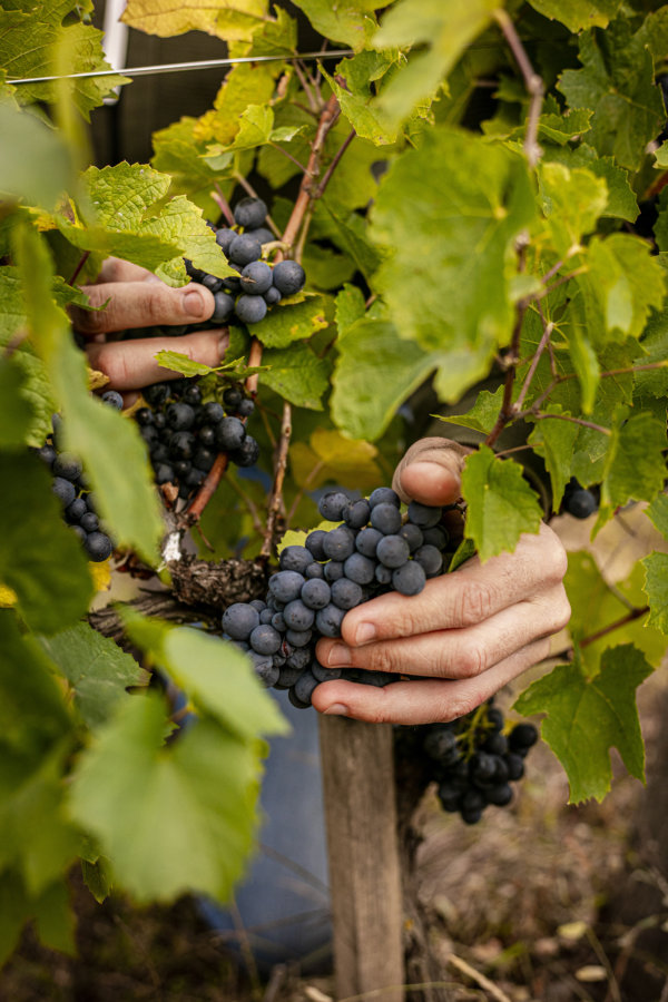 Hands cradling grapes during Château des Jacques Moulin-à-Vent 2019 harvest