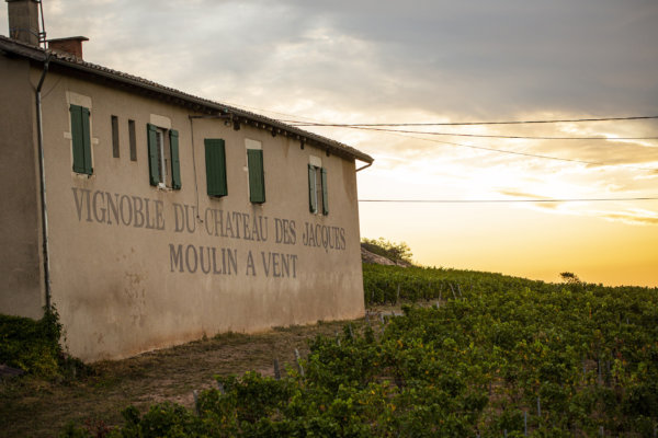 Château des Jacques Moulin-à-Vent vineyard building during 2019 harvest