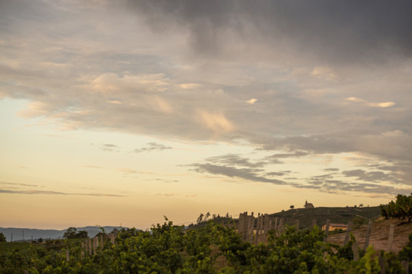 Château des Jacques Moulin-à-Vent vineyard during 2019 harvest