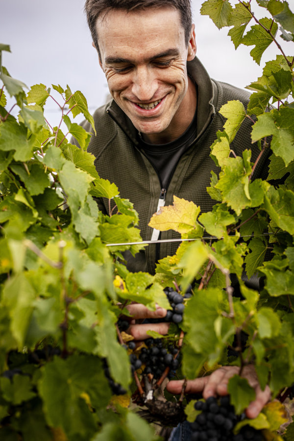 Cyril Chirouze Chateau_des_Jacques among vines 2019