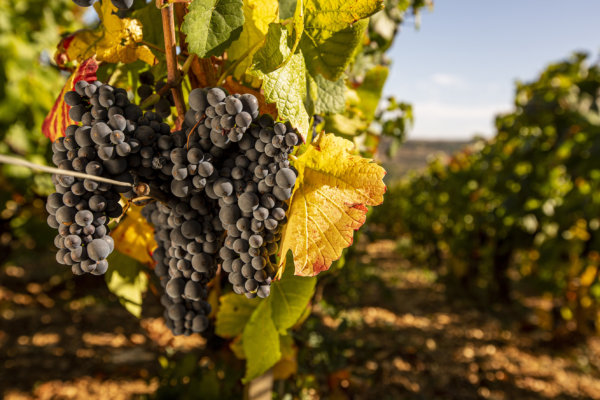 Domaine Prieur-Brunet Santenay Maladière Pinot Noir grapes ready for harvest