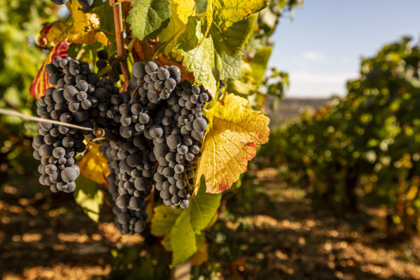 Domaine Prieur-Brunet Santenay Maladière Pinot Noir grapes ready for harvest