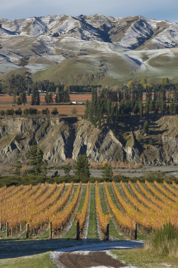 Marlborough vineyards