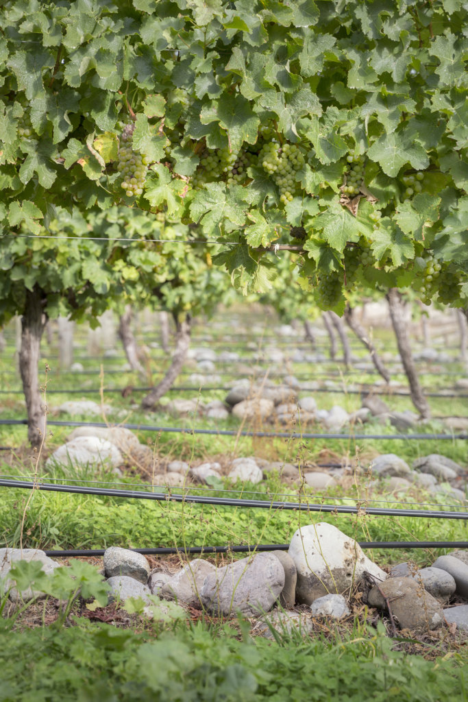 Sauvignon Blanc grapes on the vine in a Marlborough Taylor's Pass vineyard