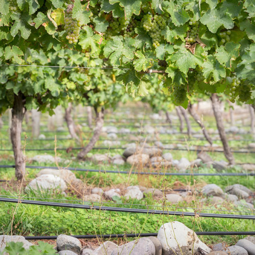 Sauvignon Blanc grapes ripening on the vine in the Taylor's Pass vineyard