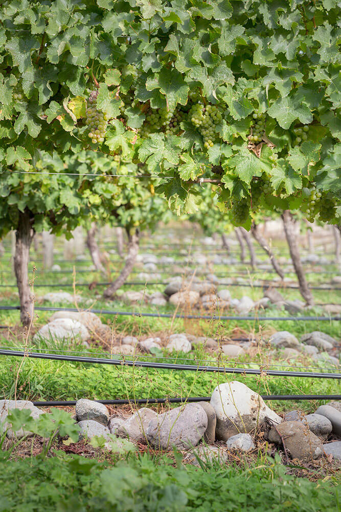 Sauvignon Blanc grapes ripening on the vine in the Taylor's Pass vineyard