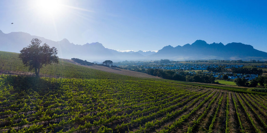 green vineyard slope with tree on left, bright blue sky and sunshine, township of white buildings in the middle distance and mountains