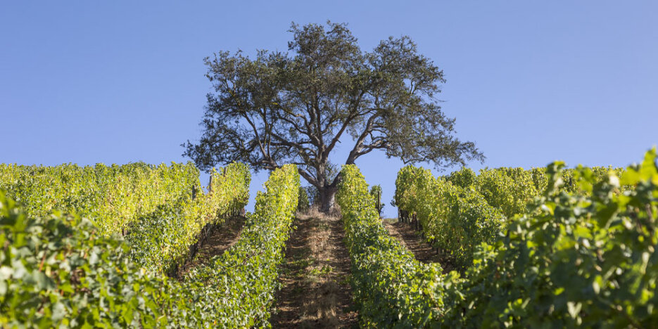 single tree standing against a blue sky at the top of a hill of vines rising up in lines toward the tree