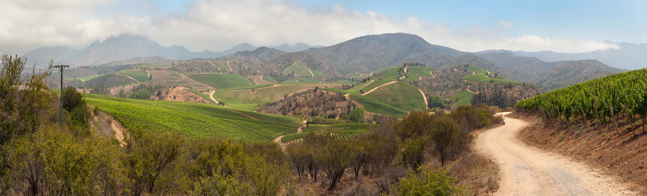 Vineyards clinging to a range of differing height hills from foreground to background, mountains in the far distance. Scrubland and a dirt track in the close foreground.
