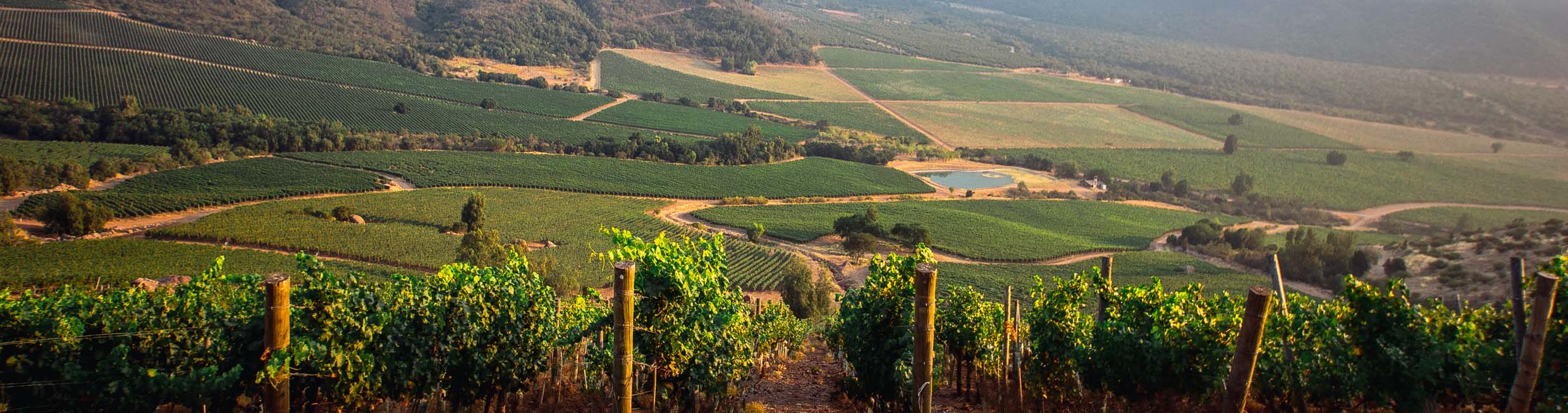 A large pool of water in the middle of a patchwork of vineyards in a valley