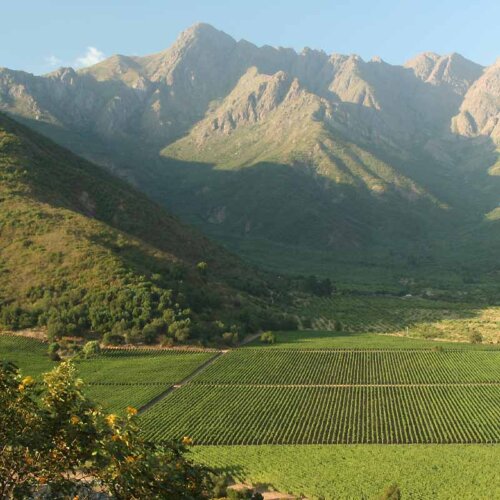 view from hillside across a wide flat valley of rows and rows of vines in tile pattern, low green mountains rising behind with grey peaks